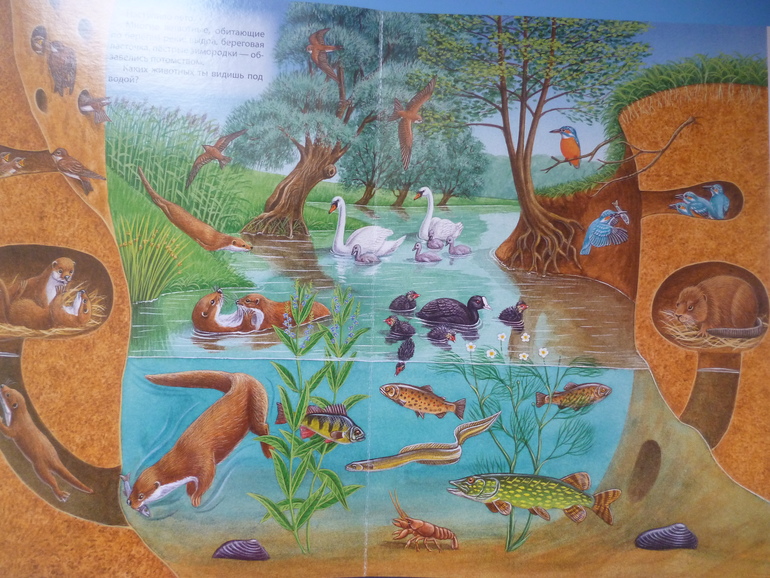 Первые книги малыша. Учим новые слова (бюджетные гляделки, много фото)