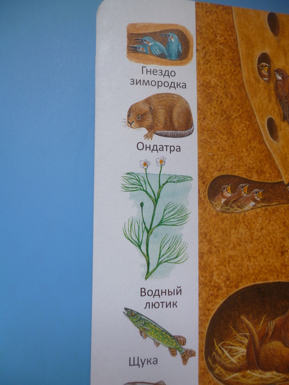 Первые книги малыша. Учим новые слова (бюджетные гляделки, много фото)