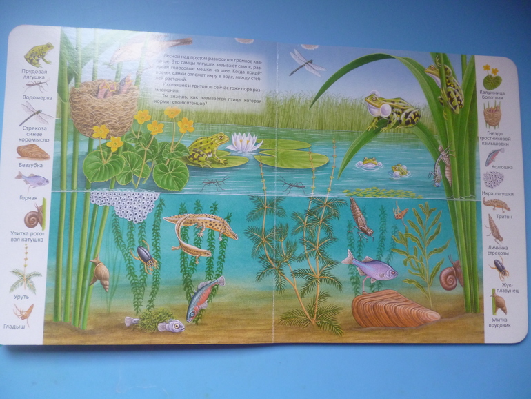 Первые книги малыша. Учим новые слова (бюджетные гляделки, много фото)