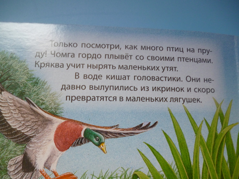 Первые книги малыша. Учим новые слова (бюджетные гляделки, много фото)