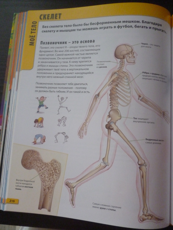 Энциклопедии про животных