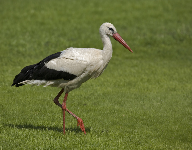 Кому АИСТА?