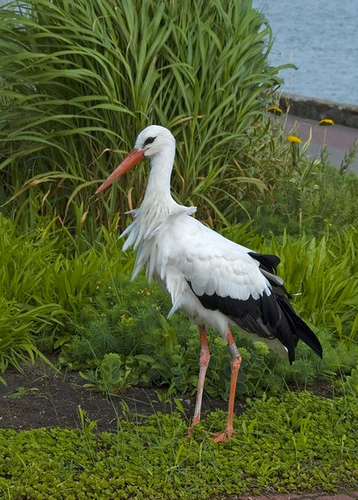 Кому АИСТА?