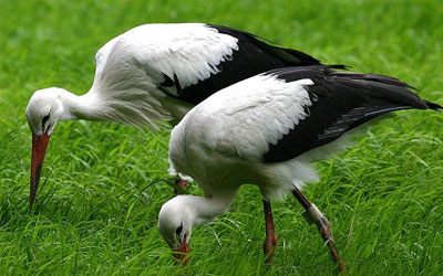 Кому АИСТА?