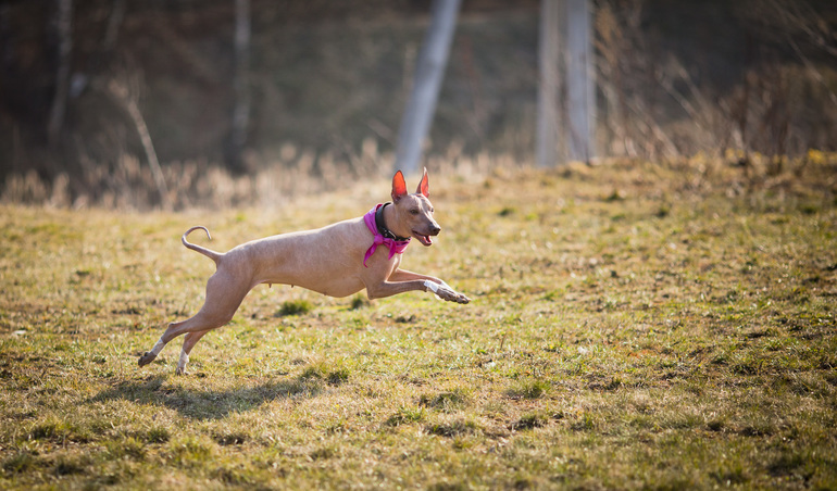 первый курсинг Фарры))