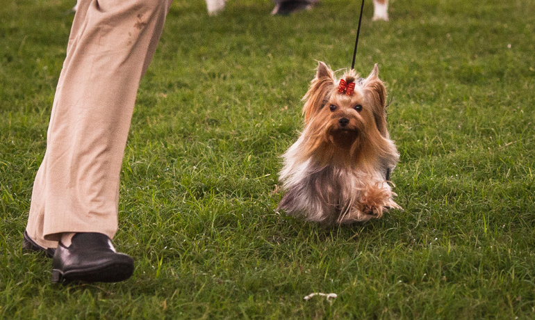 Выставки собак в Перу