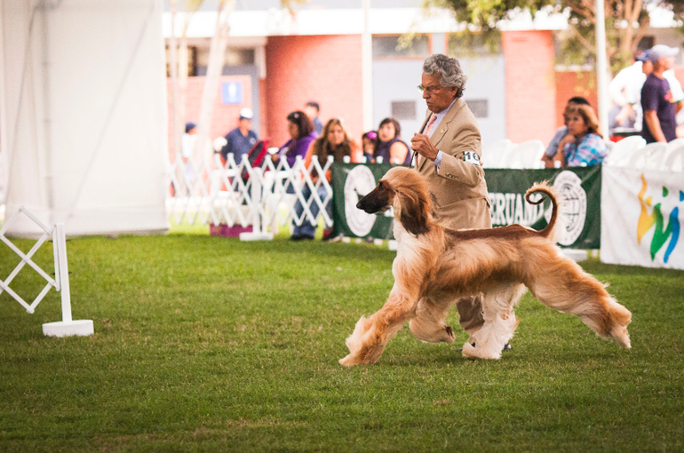 Выставки собак в Перу