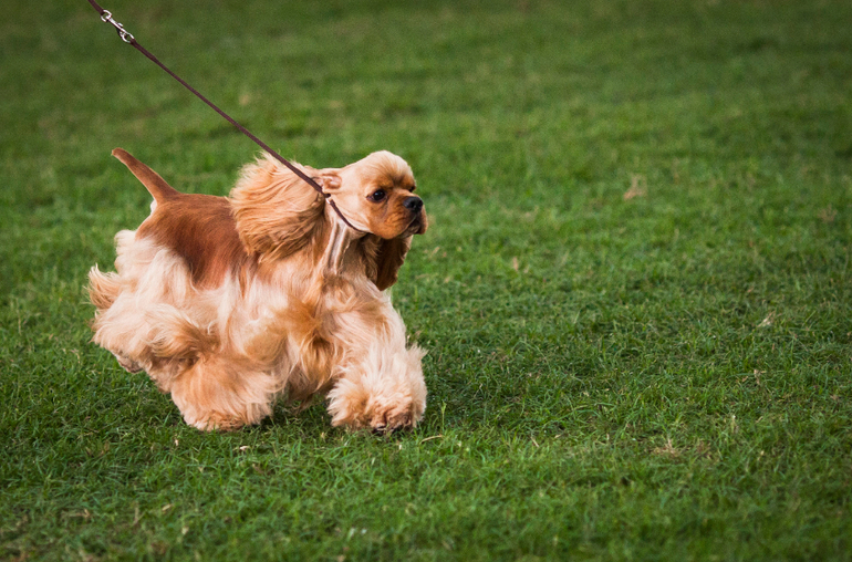 Выставки собак в Перу