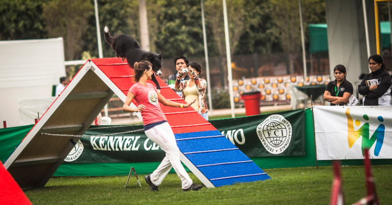 Аджилити в Перу