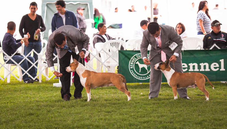 Выставки собак в Перу
