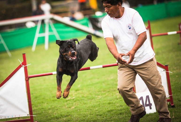Аджилити в Перу