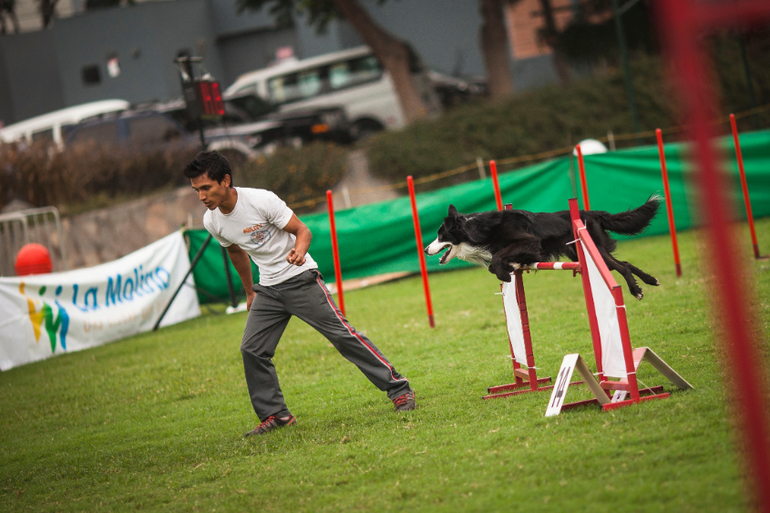 Аджилити в Перу
