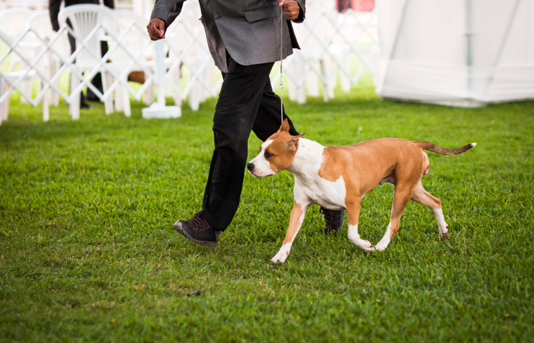 Выставки собак в Перу