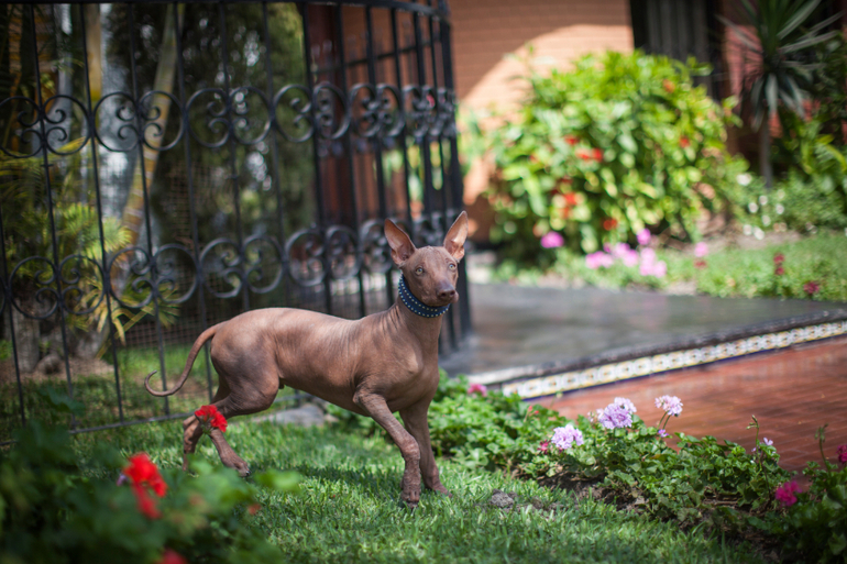 Перуанский парень