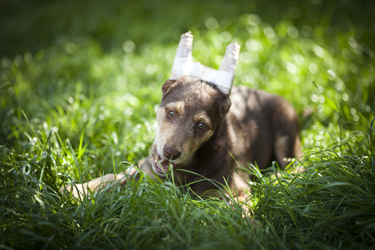 а у нашей Бьюти Браун ушки на макушке))