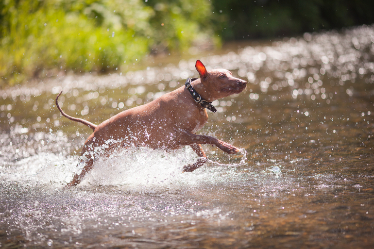 Вот так весело на речке!