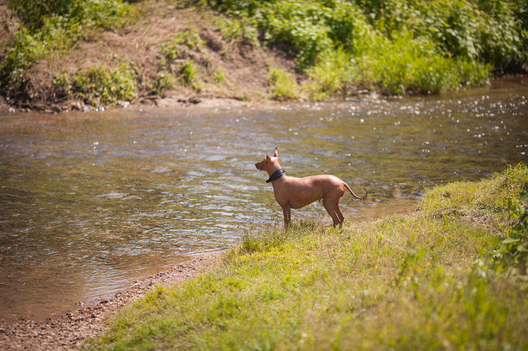 Вот так весело на речке!