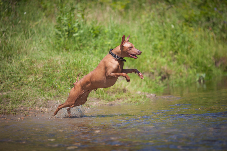 Вот так весело на речке!