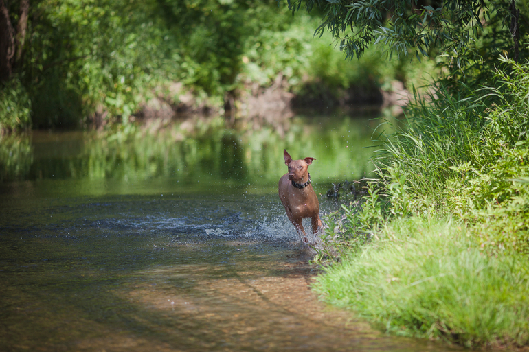 Вот так весело на речке!