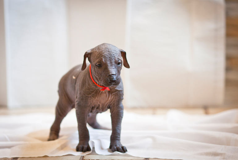 Прекрасный малыш ксоло))