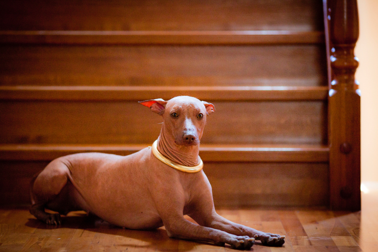 Фарра и Гемма