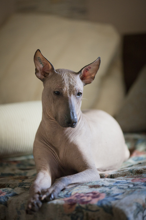 Наша Ёлочка беременеет всё больше))