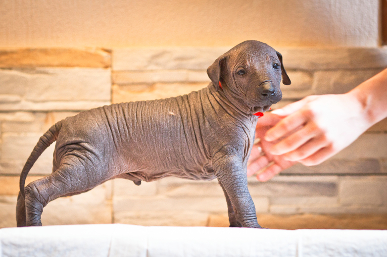 Прекрасный малыш ксоло))