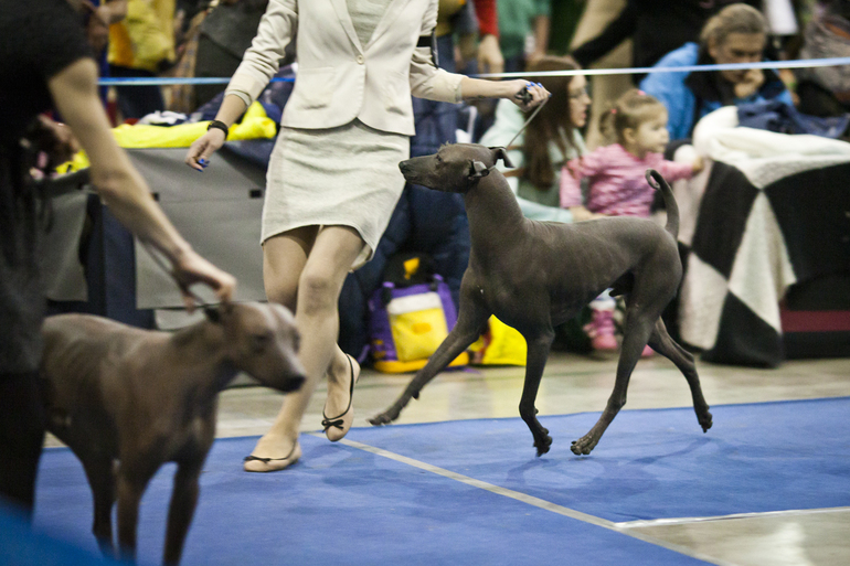 Хорош Арно!