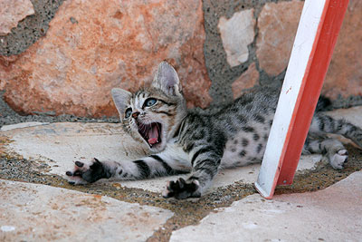 О поездках, Святынях, встречах и впечатлениях на Кипре. 2013 г.