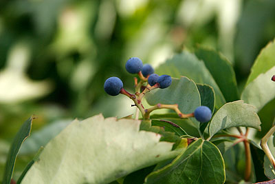 О поездках, Святынях, встречах и впечатлениях на Кипре. 2013 г.