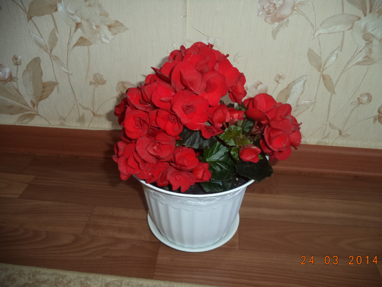 Мои цветочки.