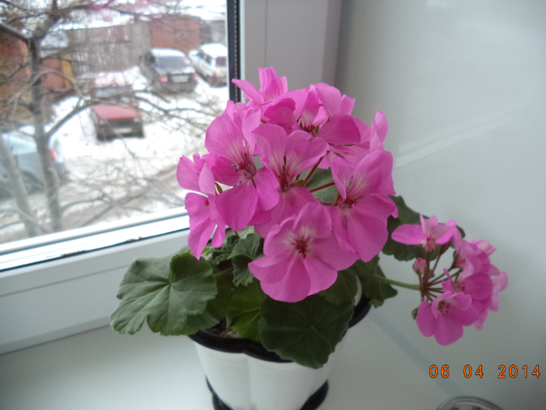 Мои цветочки.