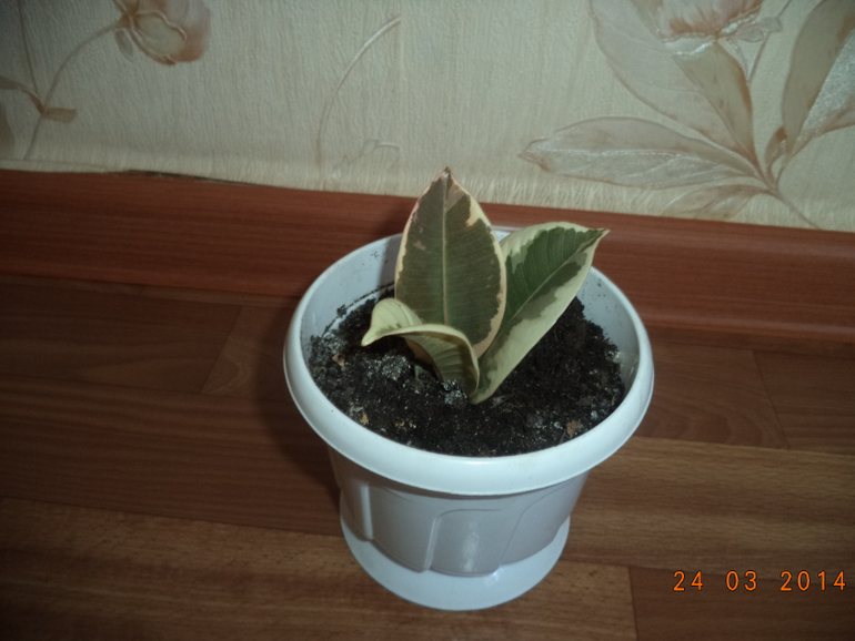 Мои цветочки.