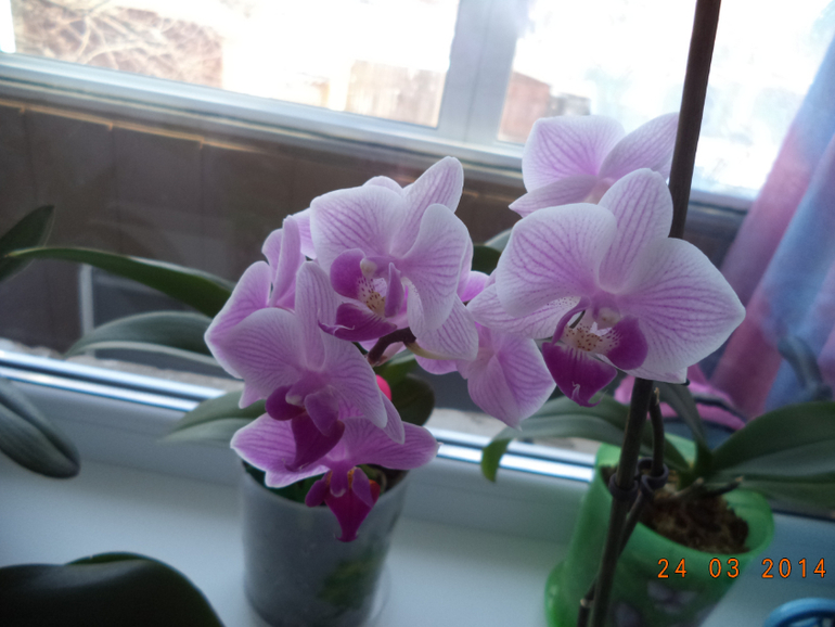 Мои цветочки.