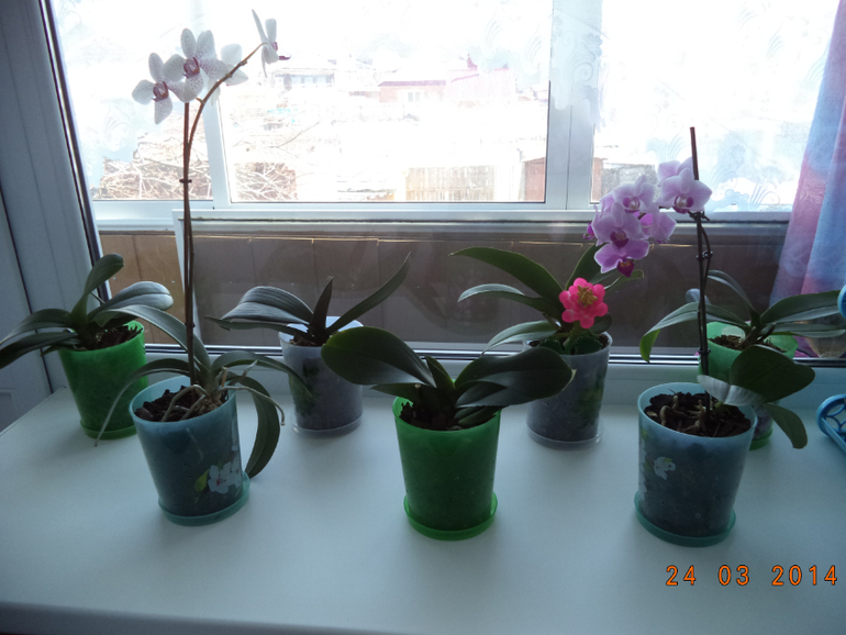 Мои цветочки.