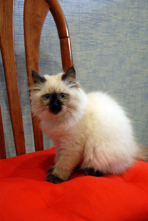 Зверьё моё:)