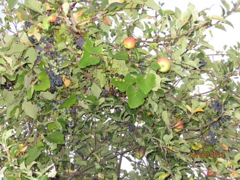 Черногория 2013, Бигова(много фото)