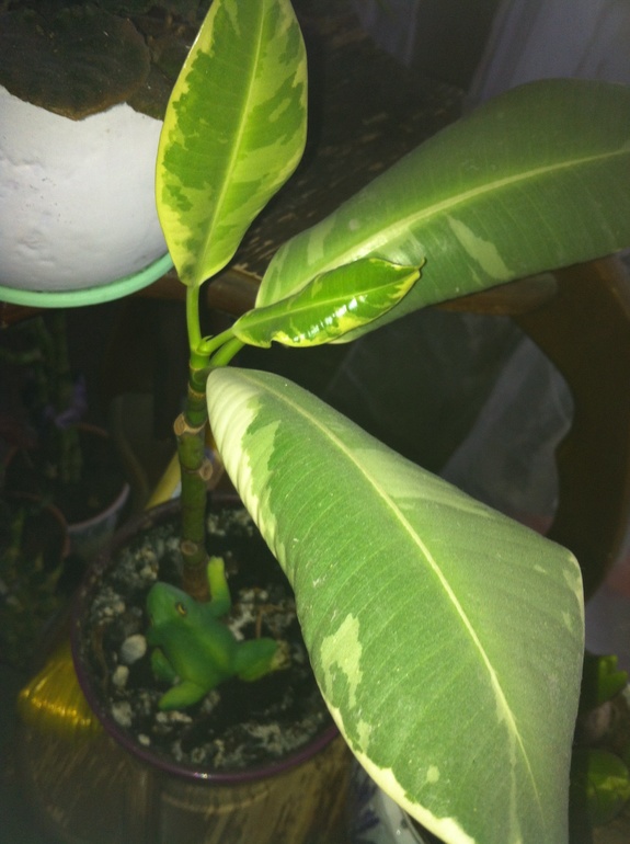 Фикус лысеет