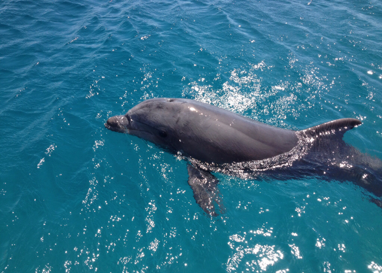 Dolphin Reef Eilat