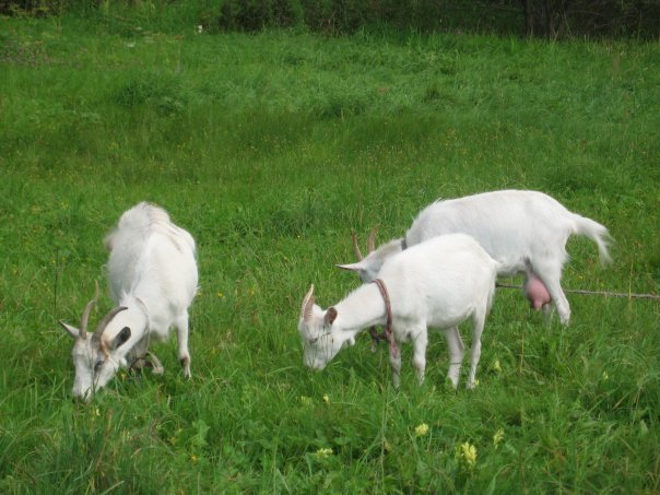 Участок с домом 22 сотки Владимирская область