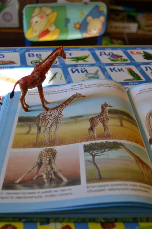 Наши животные