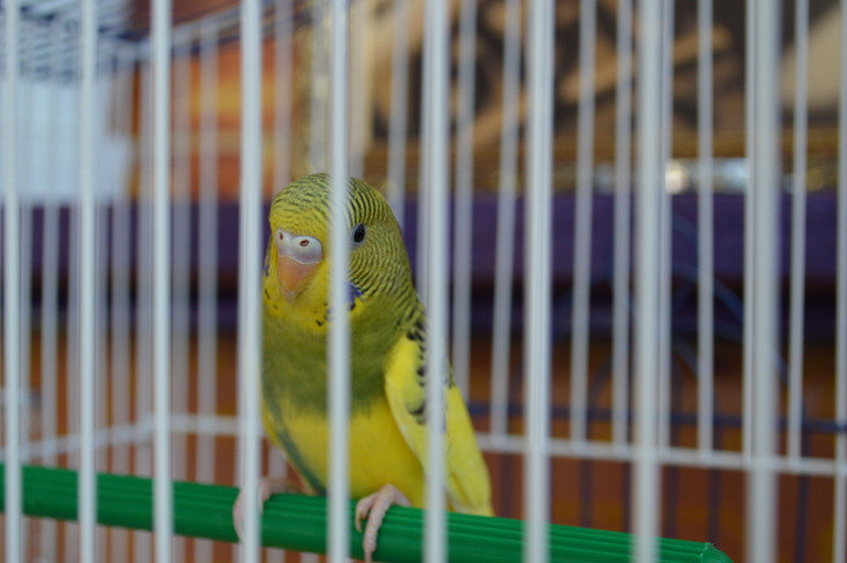 Помогите определить пол волнистика?