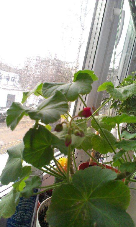 Покажу и я своих питомцев)