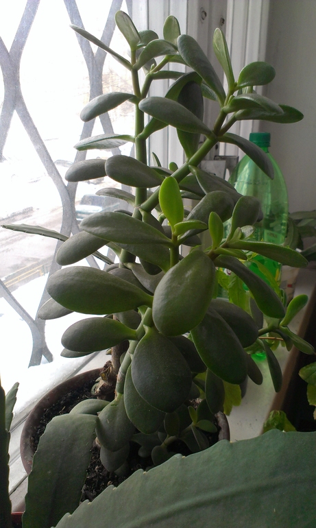 Покажу и я своих питомцев)