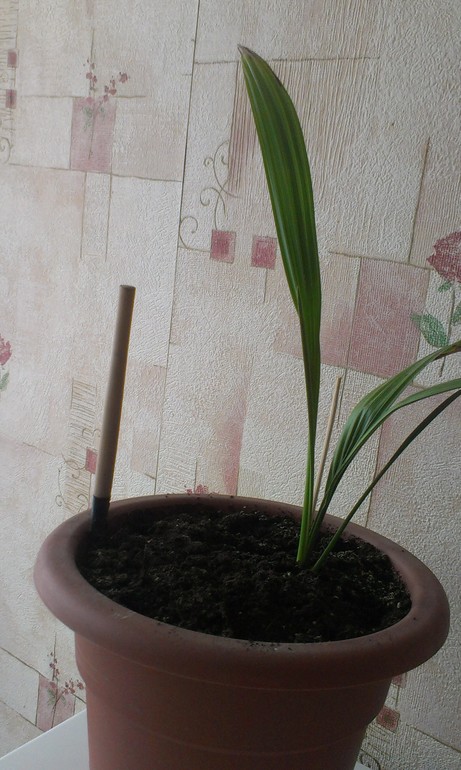 Покажу и я своих питомцев)