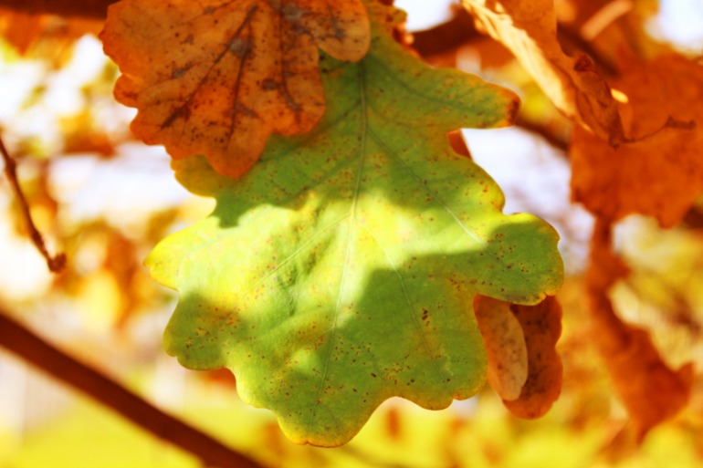 Ловили краски осени:)