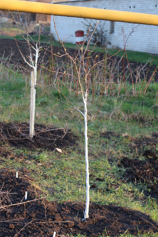 Огородное (до Пасхи)