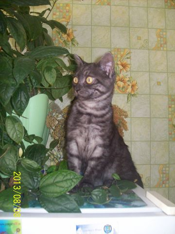 Моя любимая морда.