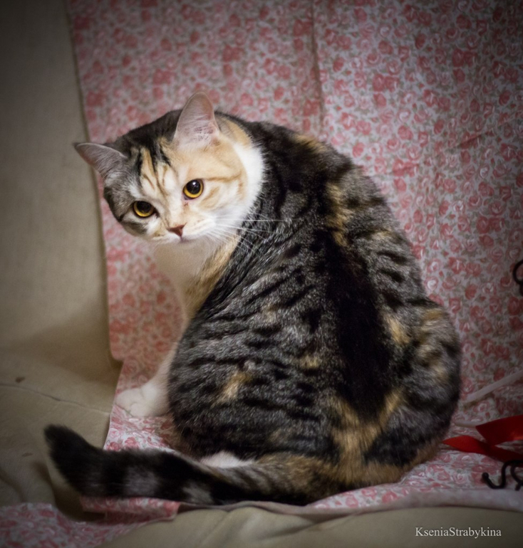 Кошка-найденыш