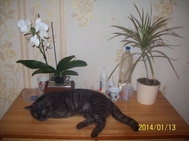 Моя любимая морда.